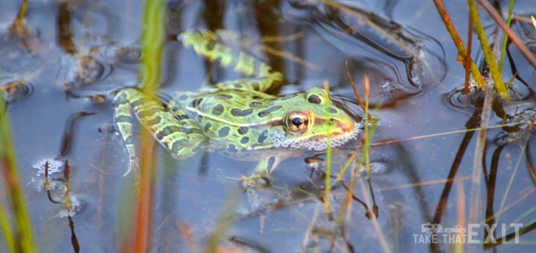 Frog-Tawas-State-Park